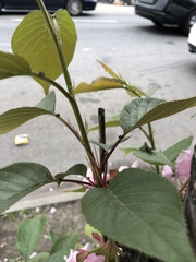 Prunus