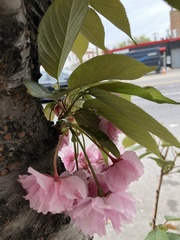 Prunus
