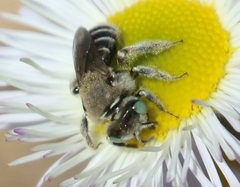 Calliopsis