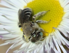 Calliopsis