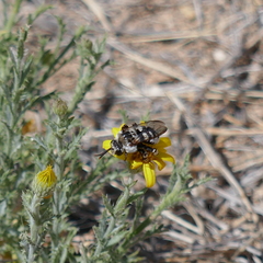 Ericrocis lata