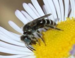 Calliopsis