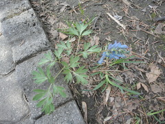 Corydalis turtschaninovii