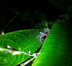 Avicularia avicularia