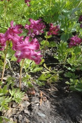 Corydalis buschii