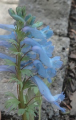 Corydalis turtschaninovii