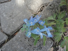 Corydalis turtschaninovii