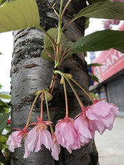 Prunus