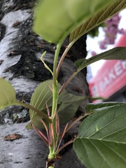 Prunus