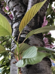 Prunus