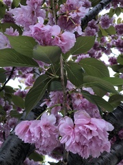 Prunus