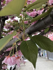 Prunus