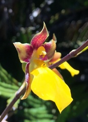Cyrtochilum aureum