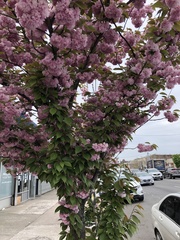 Prunus