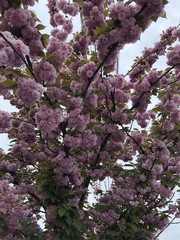 Prunus