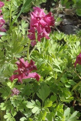 Corydalis buschii