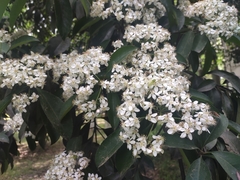 Photinia davidsoniae