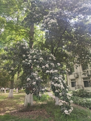 Photinia davidsoniae