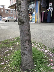 Prunus
