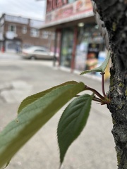 Prunus