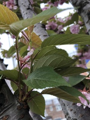 Prunus