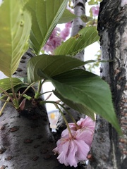 Prunus