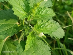 Varronia bullata