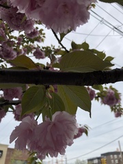Prunus