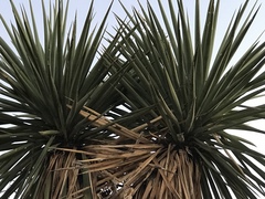 Yucca schottii