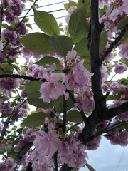 Prunus