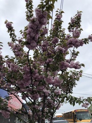 Prunus