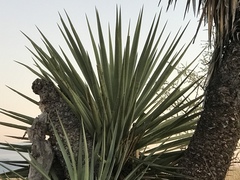 Yucca schottii