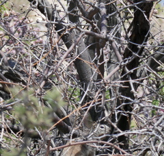 Otospermophilus variegatus