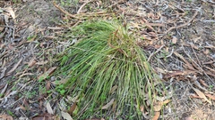 Lomandra densiflora