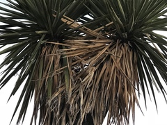 Yucca schottii