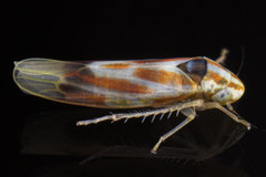 Erythridula praecisa