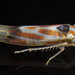 Erythridula praecisa - Photo (c) solomon hendrix,  זכויות יוצרים חלקיות (CC BY-NC), הועלה על ידי solomon hendrix