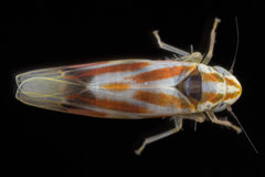 Erythridula praecisa