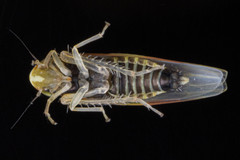 Erythridula praecisa