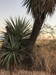 Yucca schottii