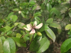 Magnolia figo