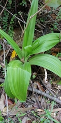 Veratrum schindleri