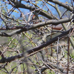 Cardinalis