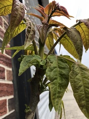 Ailanthus altissima