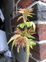 Ailanthus altissima