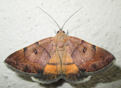 Plecopterodes moderata