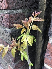 Ailanthus altissima