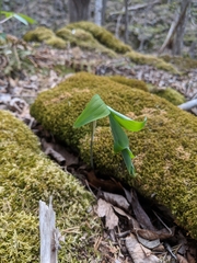 Polygonatum pubescens
