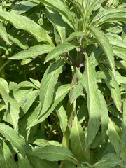 Monarda citriodora