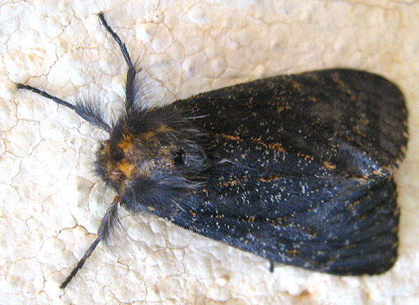 Polymona